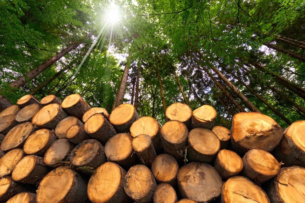 Wood is an environmentally friendly and highly renewable material